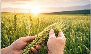 Buğday tarlası çalışması